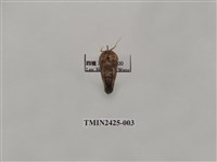 藏品(窄斑褐刺蛾)的圖片